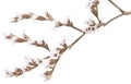 White limonium flowers isolated Royalty Free Stock Photo
