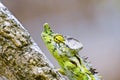 White-lined chameleon (Furcifer antimena)