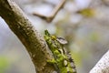White-lined chameleon (Furcifer antimena)
