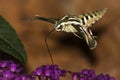 White-Lined Sphinx Hummingbird Moth