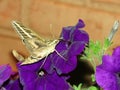 White-lined Sphinx (Hyles lineata)