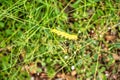 White-lined Sphinx Moth Caterpillar Feeds On Wildflowers Royalty Free Stock Photo