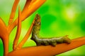 White-lined Sphinx Moth caterpillar  climbes on yellow heliconia over green background Royalty Free Stock Photo