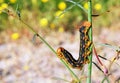 White-lined sphinx moth caterpillars Royalty Free Stock Photo