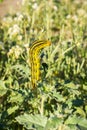 White-lined Sphinx moth Hyles lineata caterpillars feeding, Anza Borrego Desert State Park, San Diego county, California Royalty Free Stock Photo