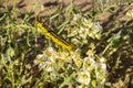 White-lined Sphinx moth Hyles lineata caterpillars feeding, Anza Borrego Desert State Park, San Diego county, California