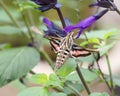 White-Lined Sphinx Moth Hyles Lineata Hovering At Purple Salvia