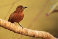 White-lined tanager