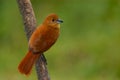 White-lined Tanager (Tachyphonus rufus)