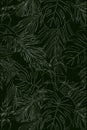 White lines pattern of tropical leaves pattern style on black background, flat line vector and illustration.