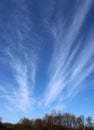 White lines thin high altitude cloud above trees