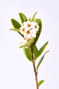 White Lingonberry flowers, Vaccinium vitis-idaea, partridgeberry, mountain cranberry. Royalty Free Stock Photo