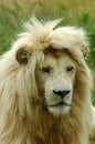 White lion Royalty Free Stock Photo