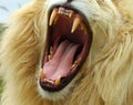 White lion Royalty Free Stock Photo