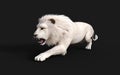 White lion acts and poses isolated with clipping path Royalty Free Stock Photo