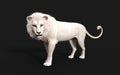 White lion acts and poses isolated with clipping path Royalty Free Stock Photo