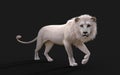 White lion acts and poses isolated with clipping path Royalty Free Stock Photo