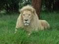 White Lion in Africa in repose