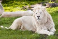 White lion Royalty Free Stock Photo