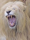 White Lion portrait with mouth opened