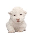 White Lion Cub (1 week) Royalty Free Stock Photo