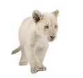 White Lion Cub (12 weeks) Royalty Free Stock Photo