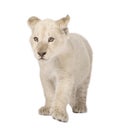 White Lion Cub (12 weeks) Royalty Free Stock Photo