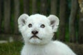 White lion cub Royalty Free Stock Photo