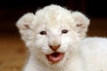 White lion cub