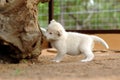 White lion cub