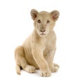 White Lion Cub (5 months) Royalty Free Stock Photo