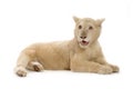 White Lion Cub (5 months) Royalty Free Stock Photo