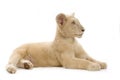 White Lion Cub (5 months) Royalty Free Stock Photo