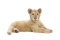 White Lion Cub (5 months) Royalty Free Stock Photo
