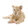 White Lion Cub (5 months) Royalty Free Stock Photo