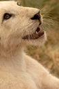 White lion Cub, South Africa