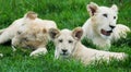 White Lion Cubs Royalty Free Stock Photo