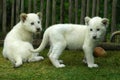 White lion cubs Royalty Free Stock Photo