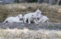 White Lion Cubs