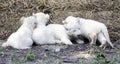 White Lion Cubs Royalty Free Stock Photo