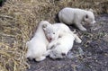 White Lion Cubs