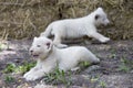 White Lion Cubs Royalty Free Stock Photo