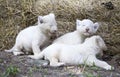 White Lion Cubs Royalty Free Stock Photo