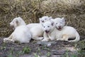 White Lion Cubs Royalty Free Stock Photo