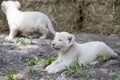 White Lion Cubs Royalty Free Stock Photo