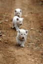 White lion cubs in South Africa Royalty Free Stock Photo