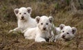 White lion cubs Royalty Free Stock Photo