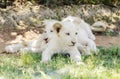 White lion cubs Royalty Free Stock Photo