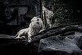 The White Lion Royalty Free Stock Photo