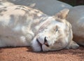 A white lion fast asleep.